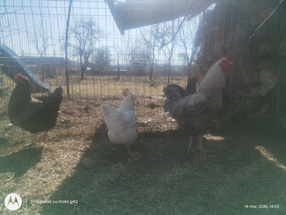 Vând ouă de la găini crescute la țară - pentru consum și pentru incubator