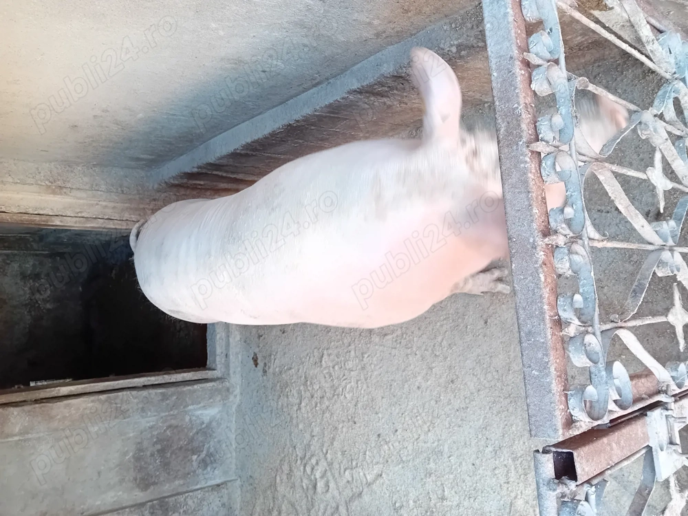 Porc de vanzare......