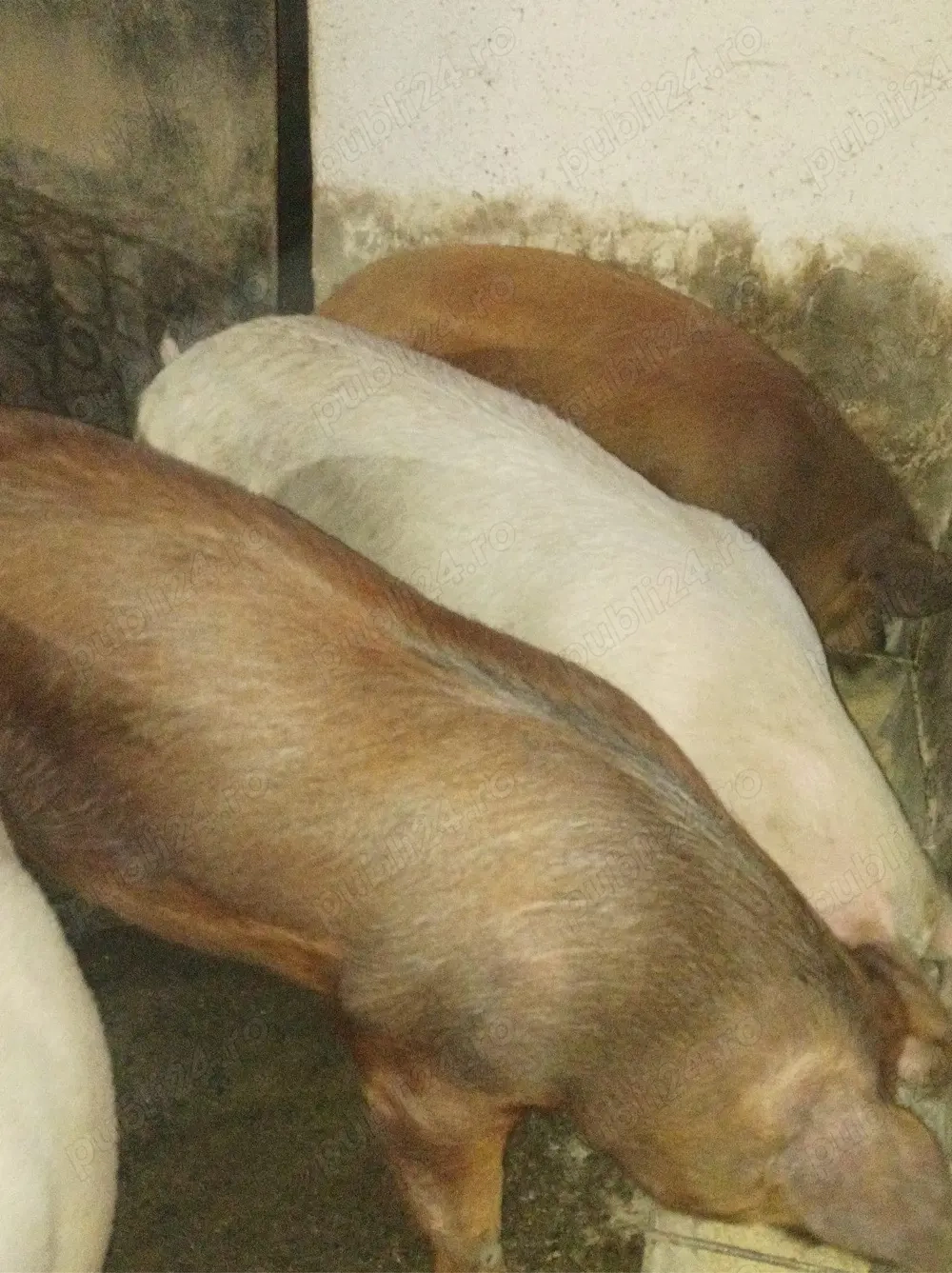 Mascuri de vanzare 160-170 kg