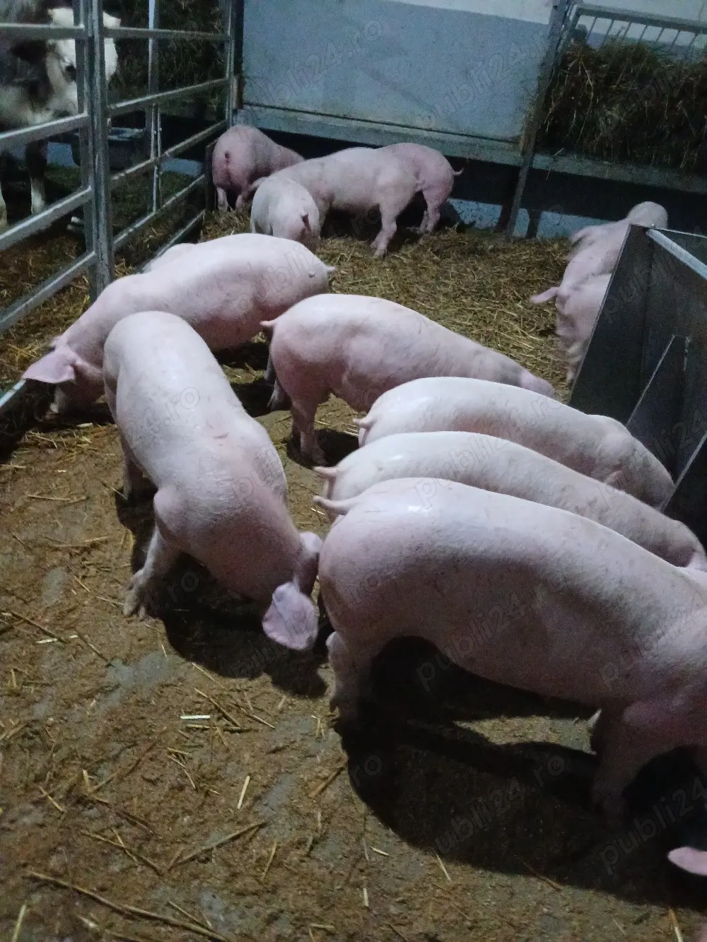 purcei si porci mari