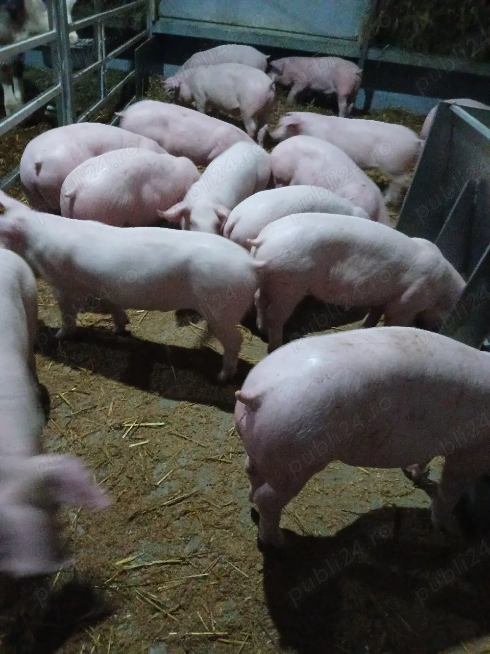 purcei si porci mari