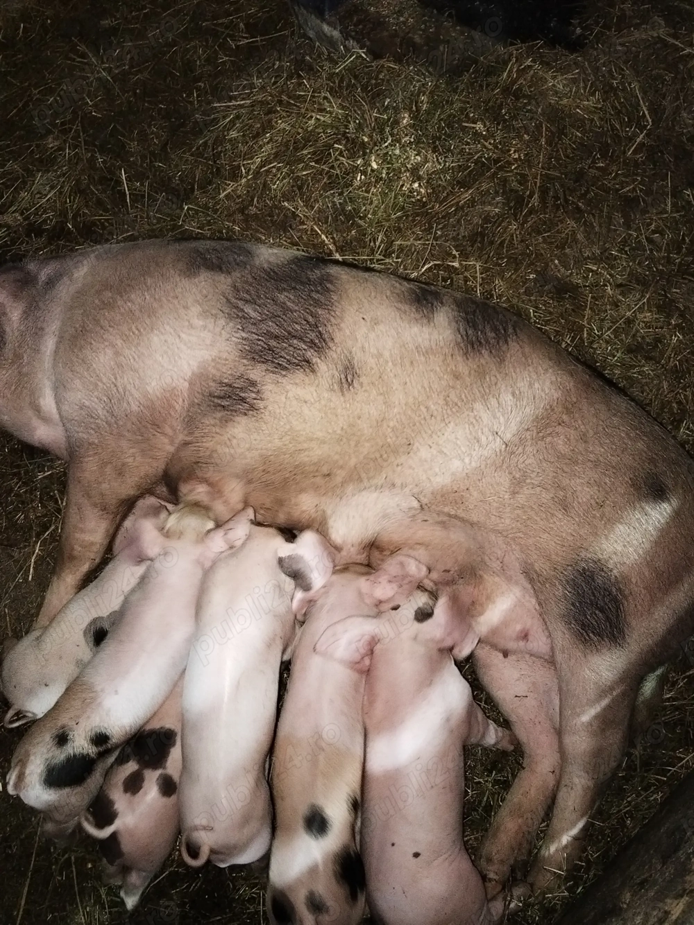 De vînzare la prima f tare cu 7 purciei