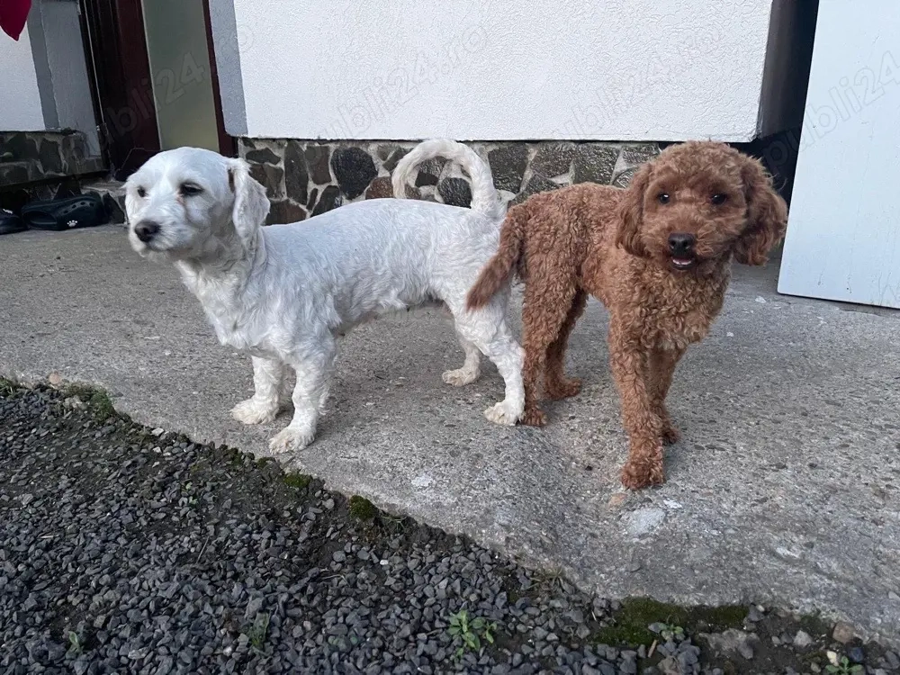 femela bichon gestantă(pudel maltipoo)