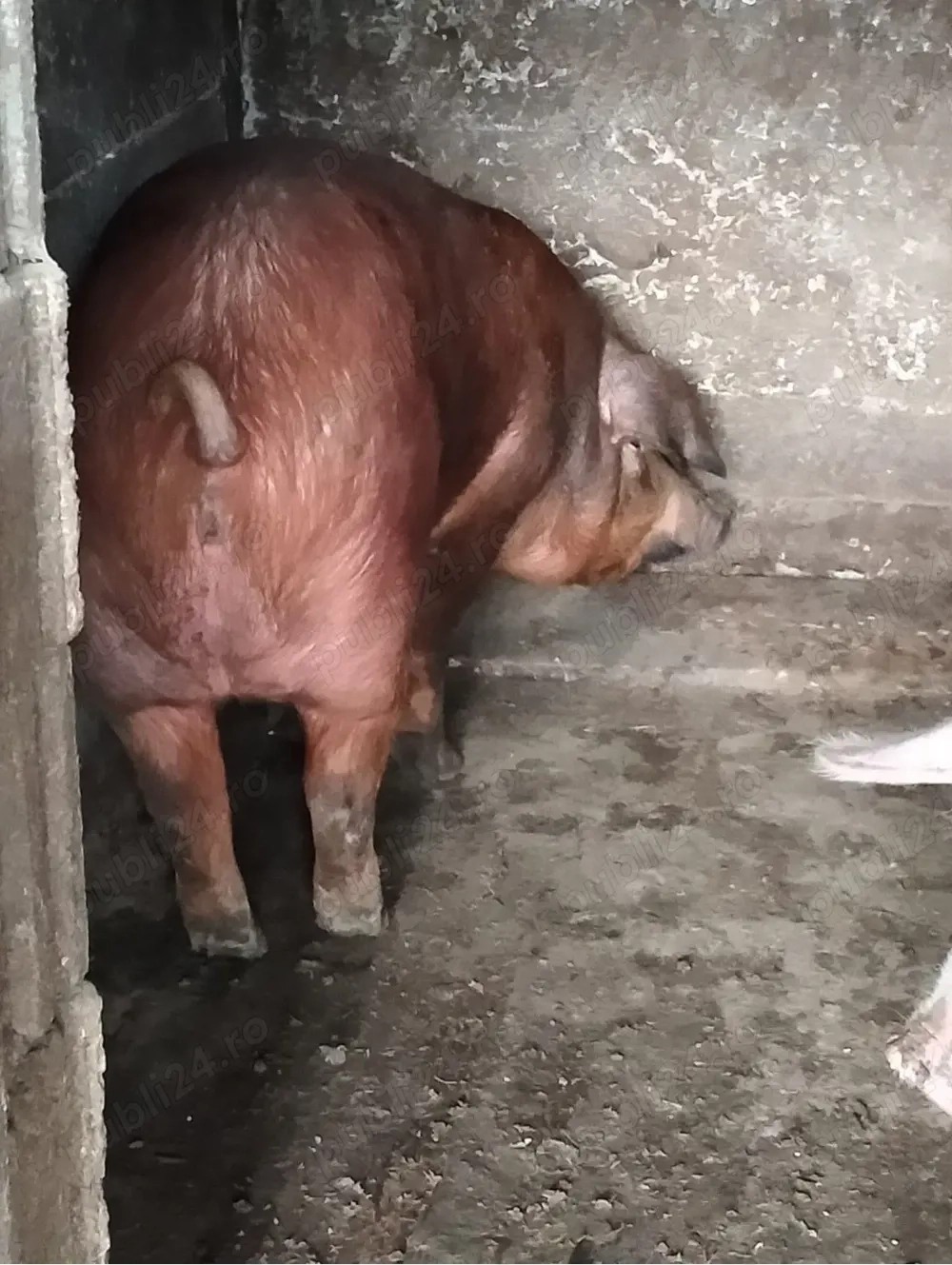 scroafă duroc cu purcei vand schimb 