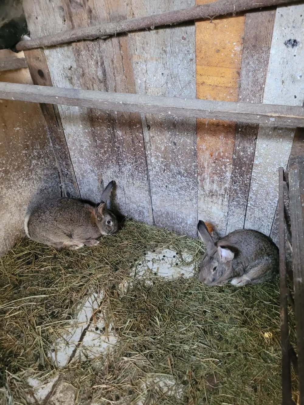 Vand iepuri marele german