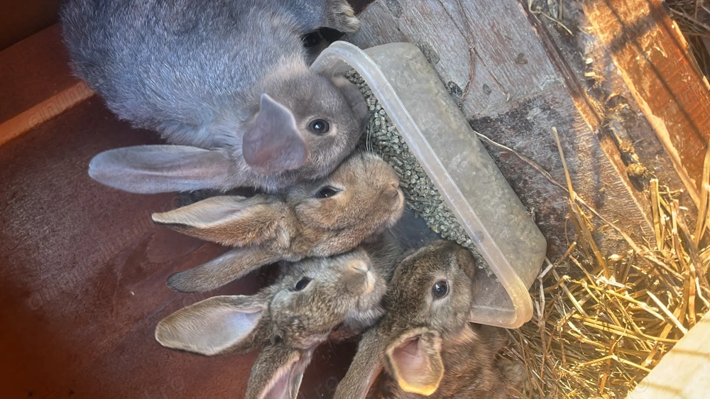 Vând iepurași de Paști 