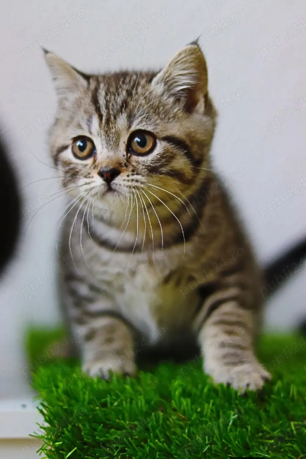 British Brown foarte frumoși 