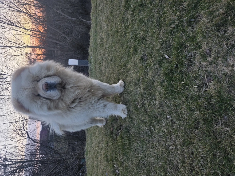  Catei Chow chow disponibili 