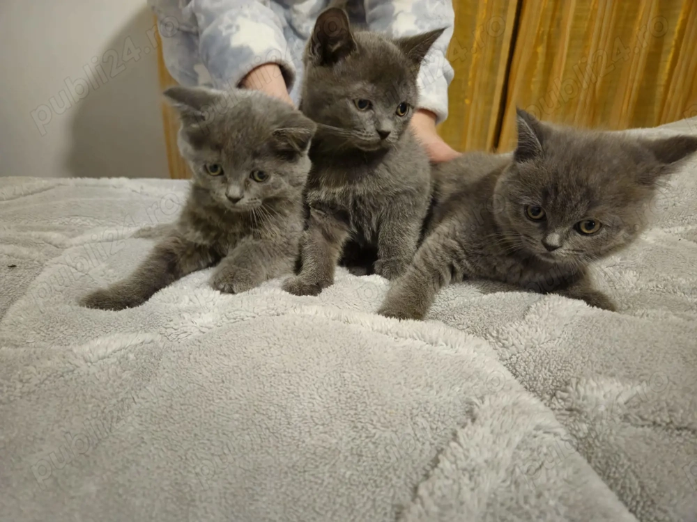 Vând pui de British