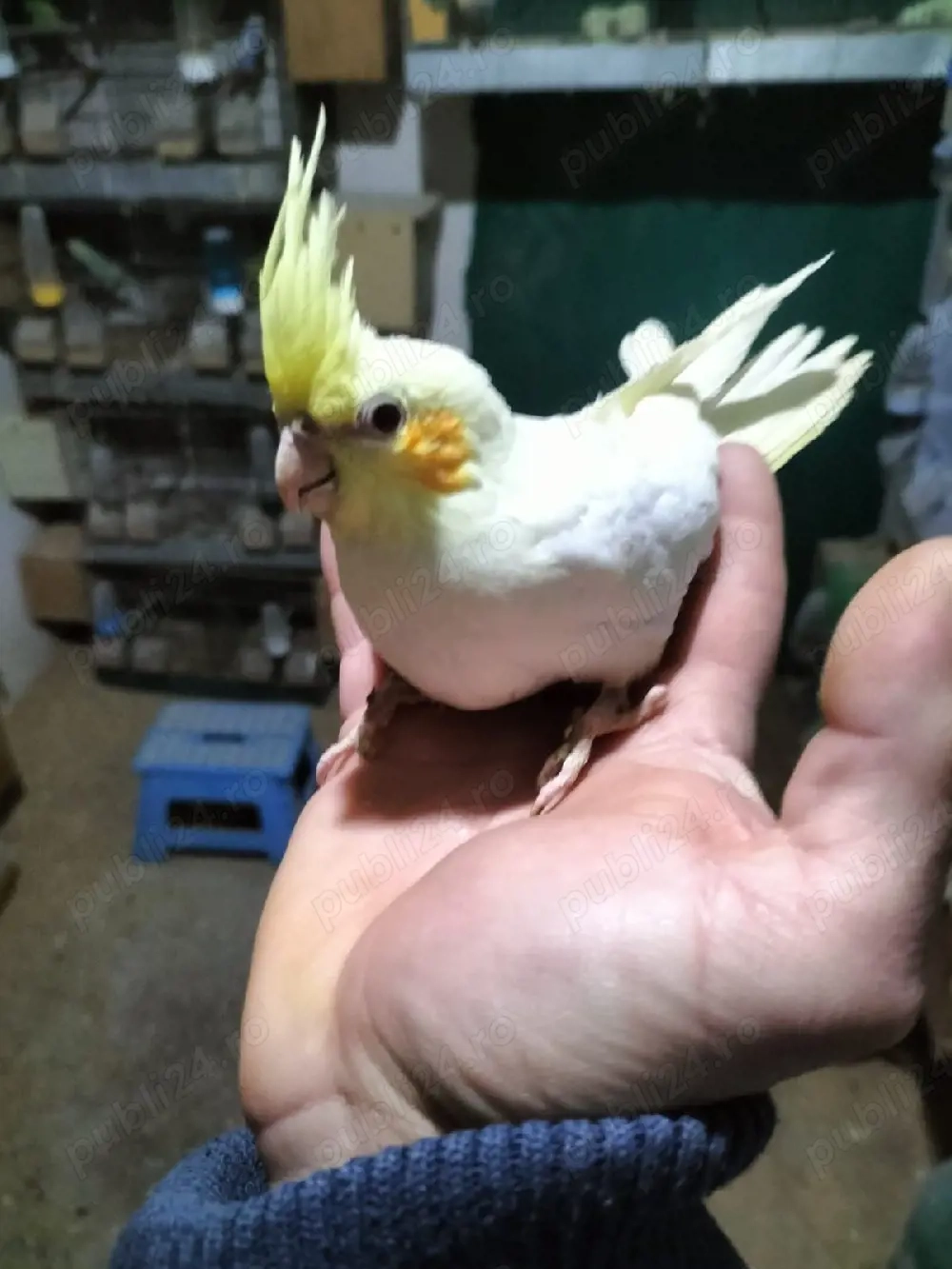 vând nimfe și peruși 