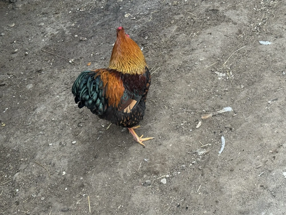 Vând ouă găini Wyandotte Gsg 