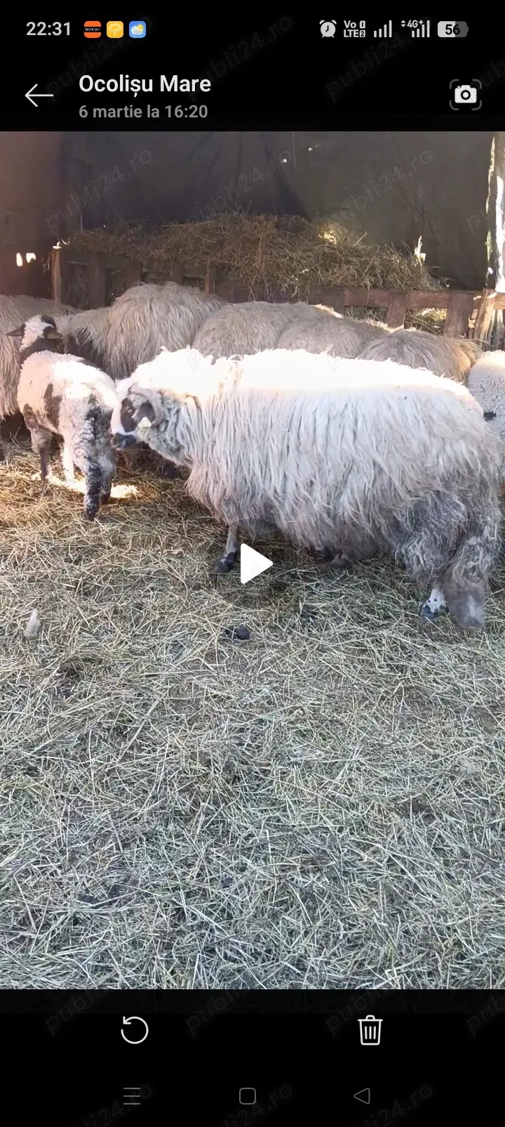 vand miei pentru paste