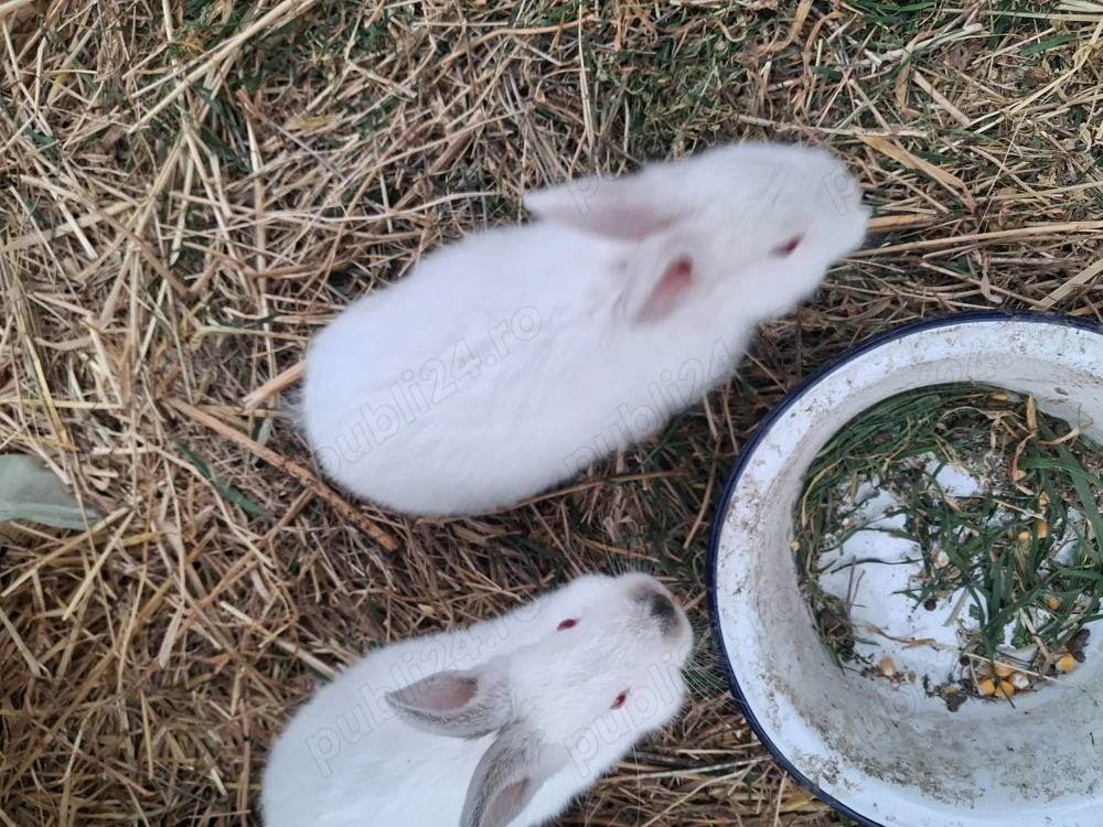 2 iepuras neozeelandez tatal si mama metis