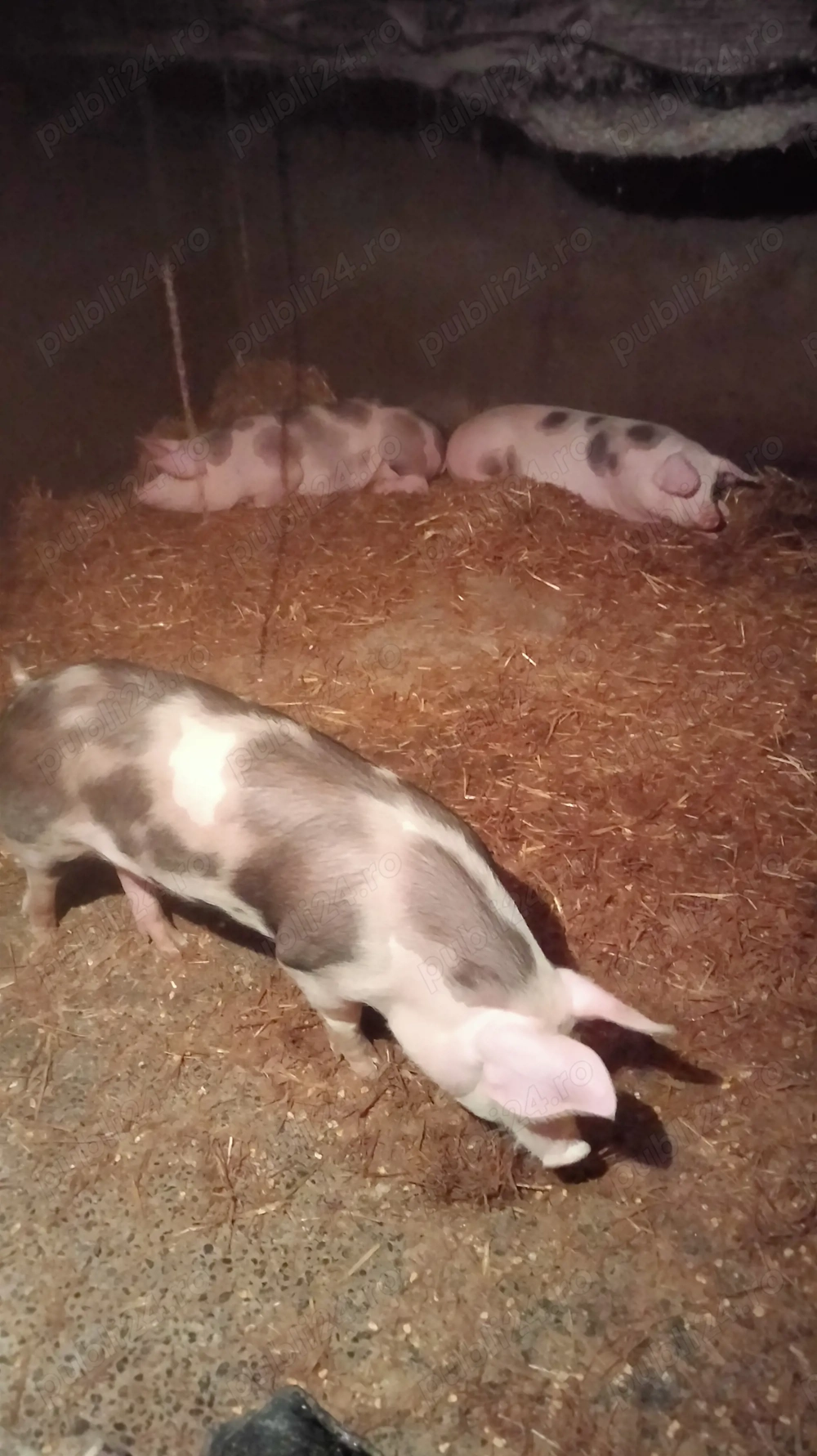 2 purcele 50 kg de vînzare 