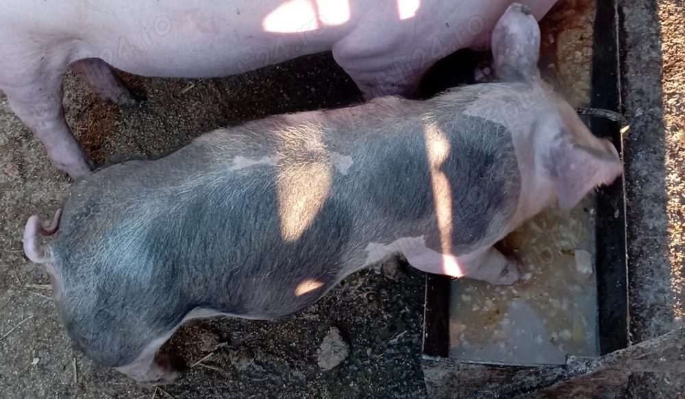 Un băiat caută alta casa