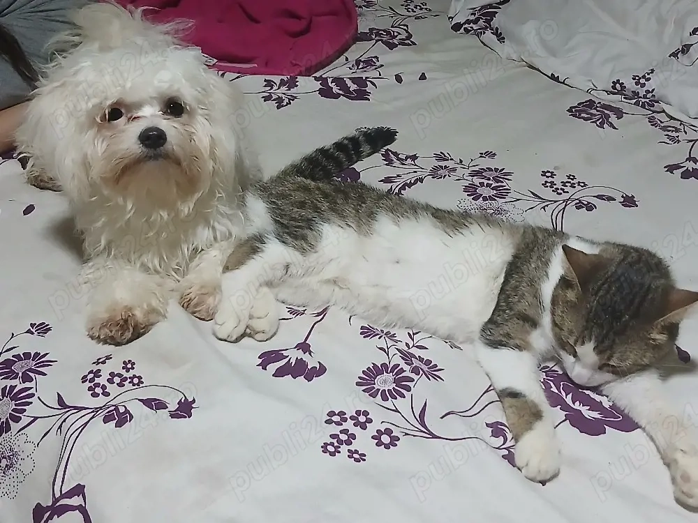 vând cațea cu 4 pui