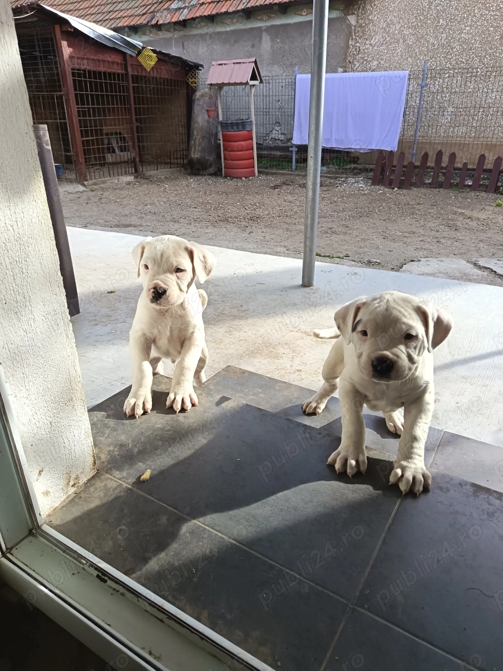 Căutăm căsuța nouă 