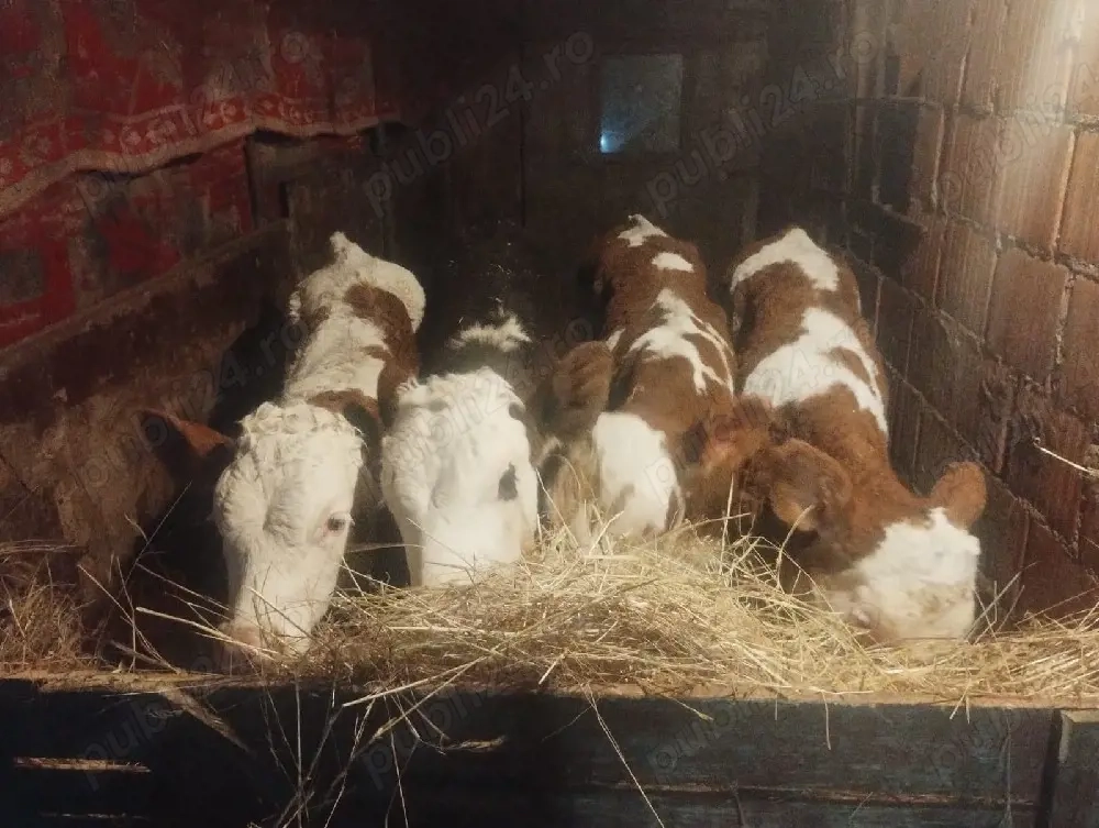 Vand 8 vitei înțărcați