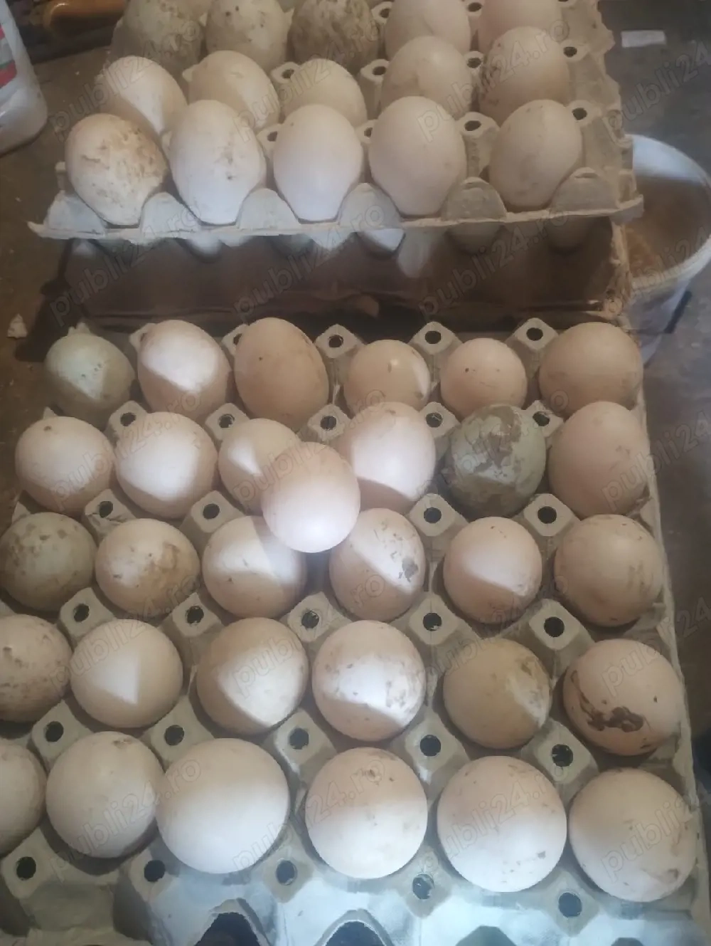 vand oua de rață mute gălăgioase