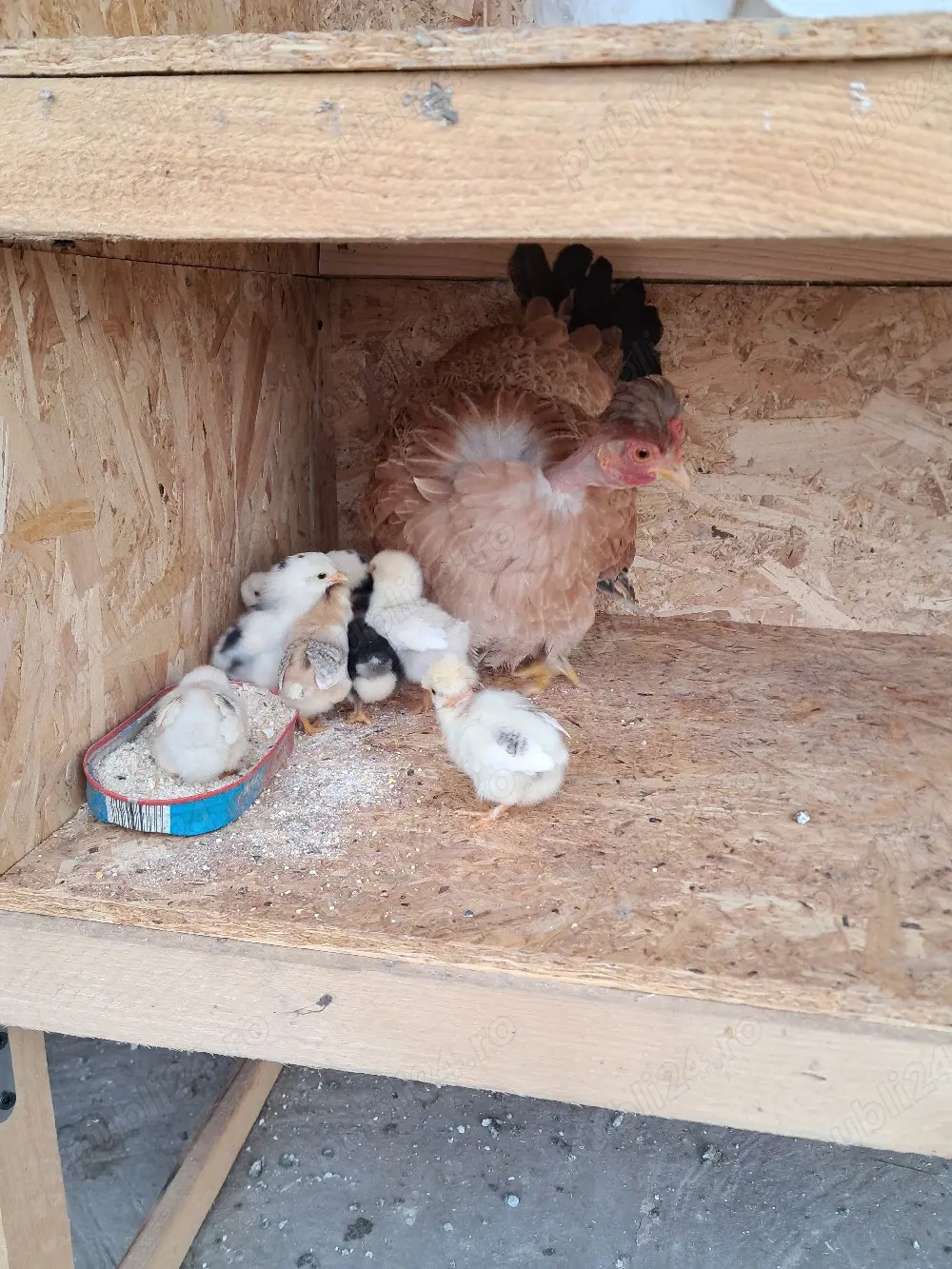 Gainusi pitice cu puii 