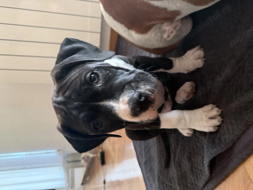 Pui amstaff caută căsuță