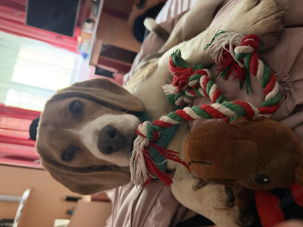 Fetiță Beagle 4 luni cu toate vaccinurile făcute 