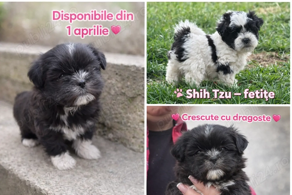 Shi tzu sănătoși și iubitori