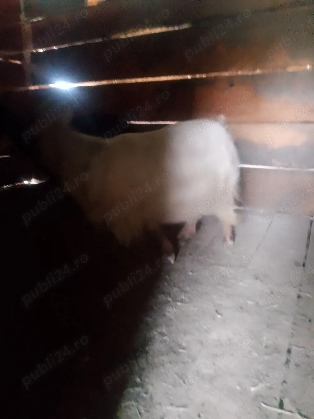 Vând capre foarte bune de lapte la garanție 