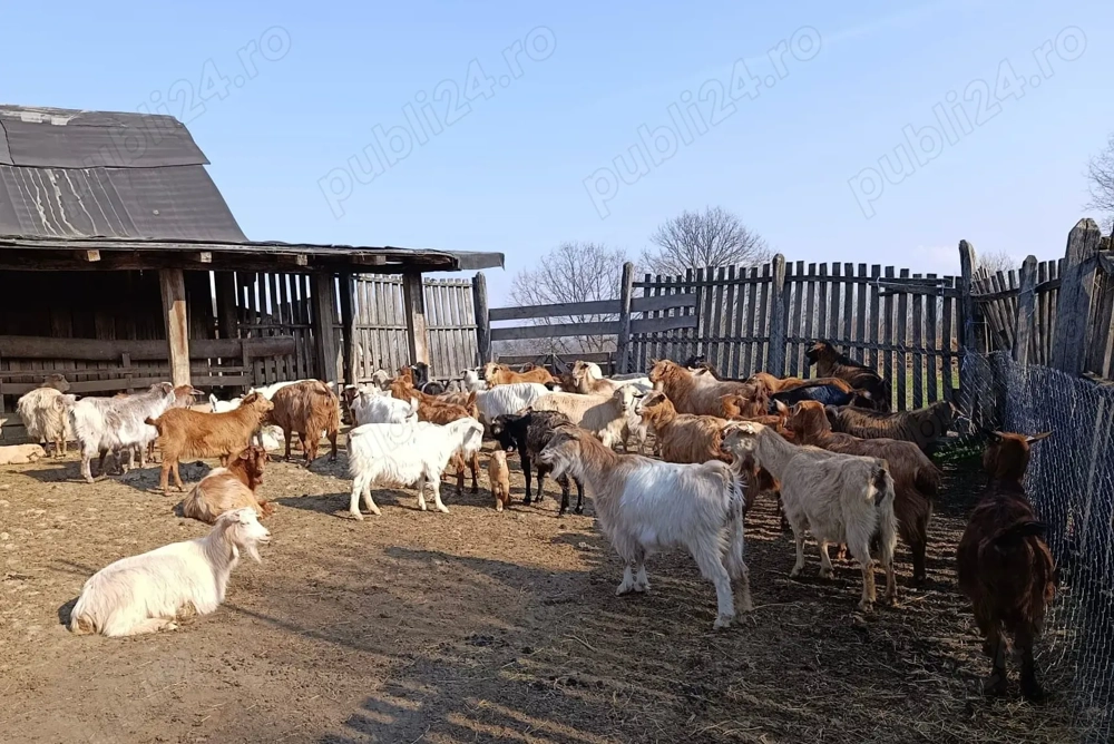 Vând 40 CAPRE fără coarne cu 25 iezi - bune de carne şi de lapte