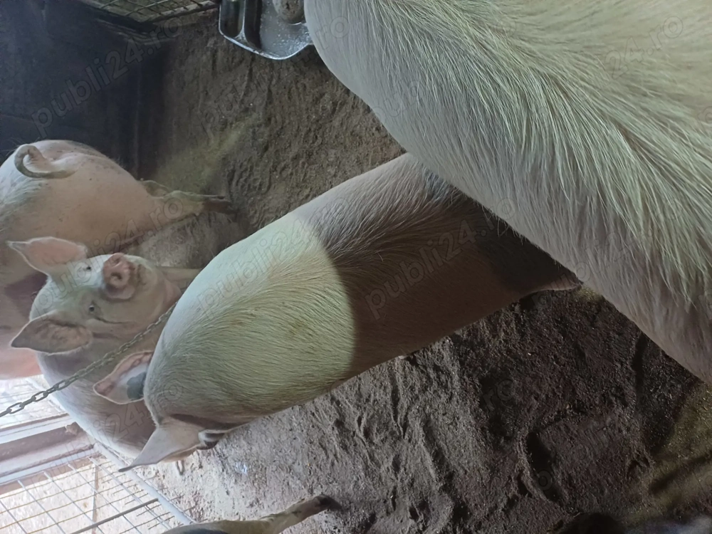 Vand porci de taiat 100-180 kg