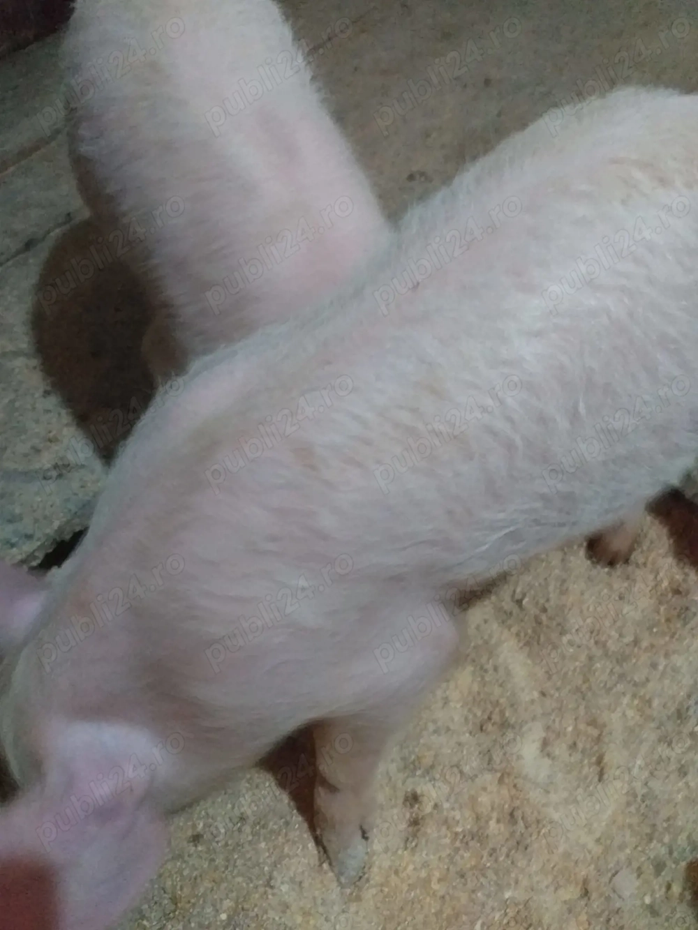 Vand 2 purcei castrati