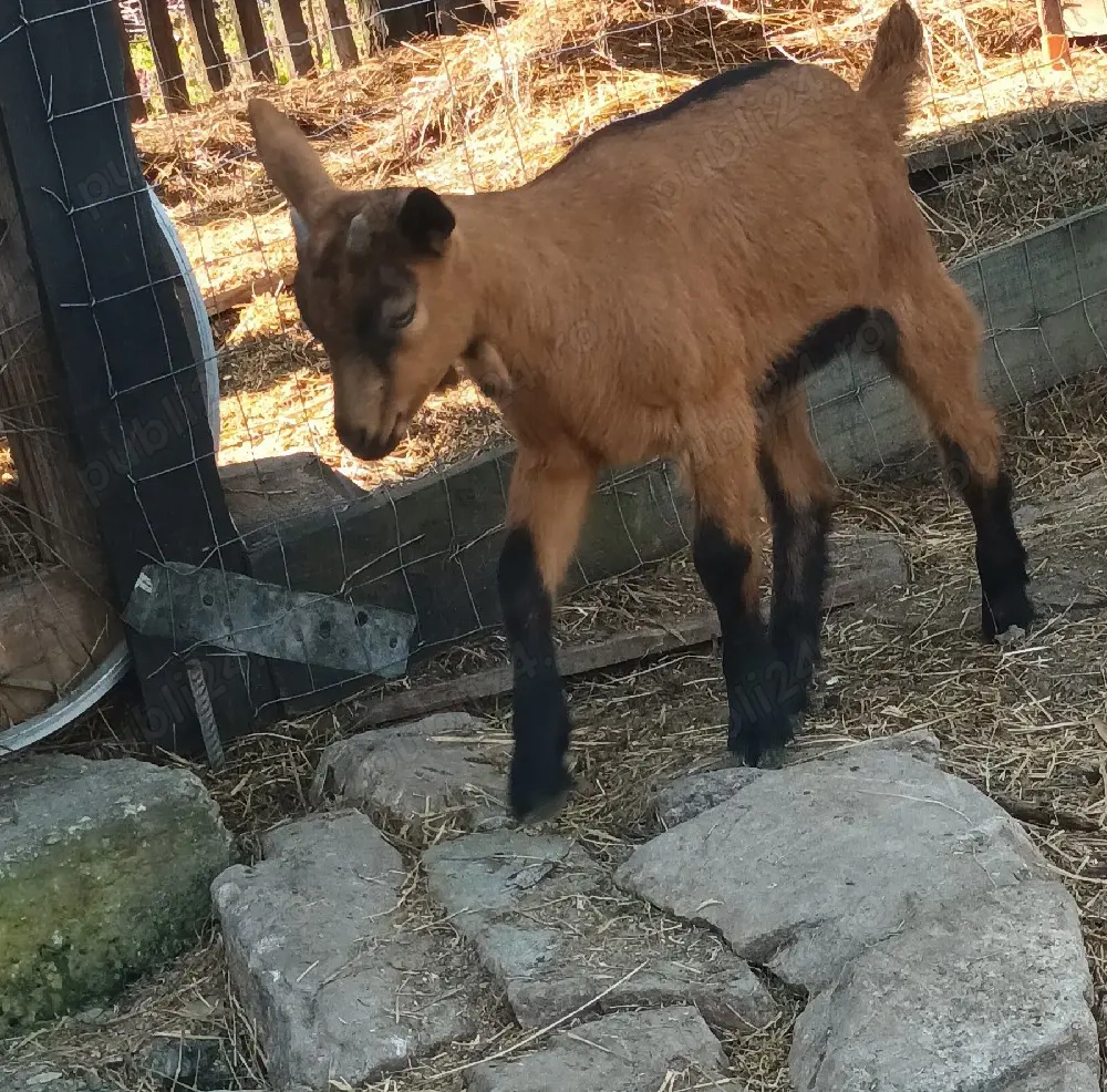 iezii alpin franceza 