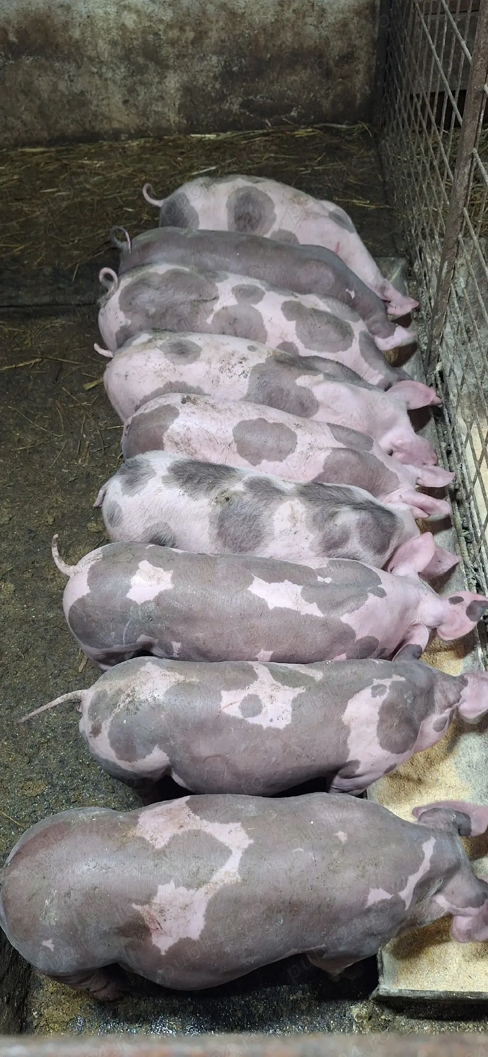 Purcei pietrean belgian