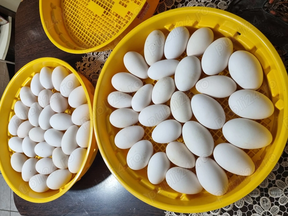 Oua de gâscă pentru incubat!