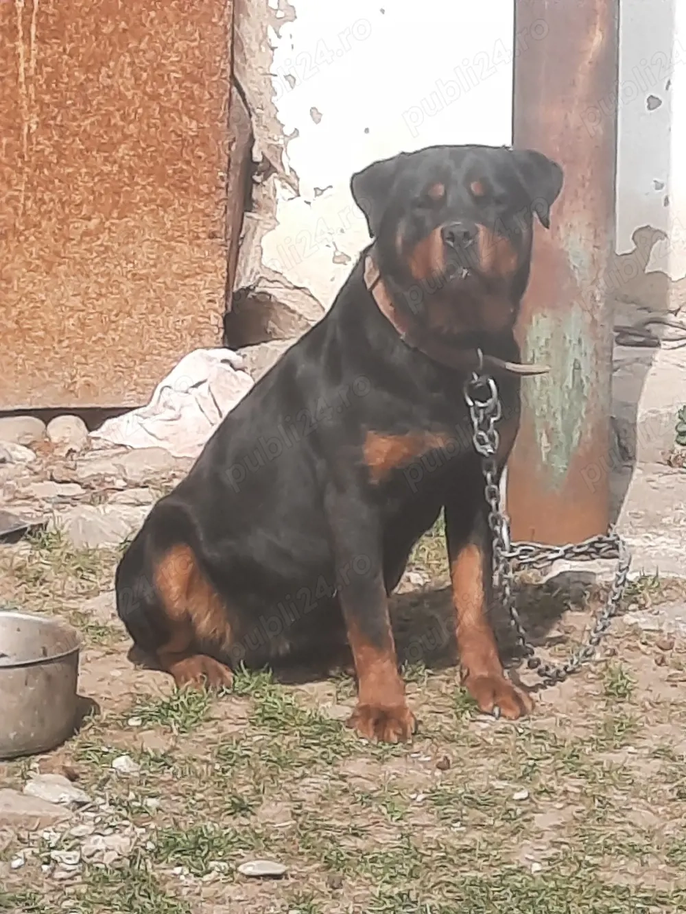 vand sau schimb cu femela doberman