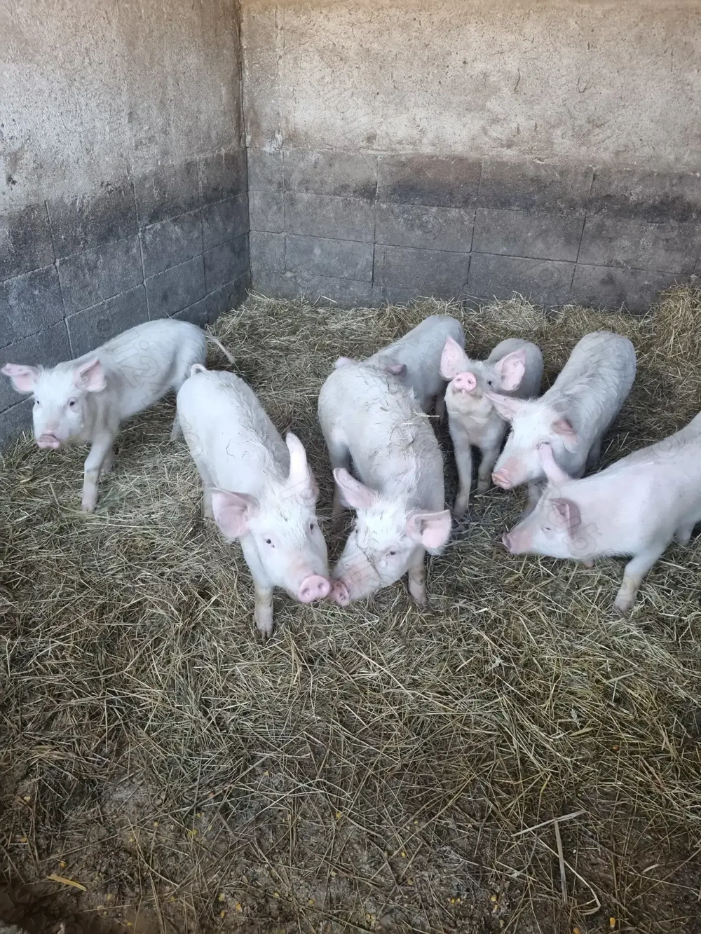 Soldani și gaste de vanzare