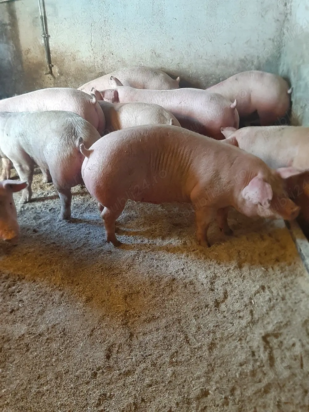 vând porci de carne diferite mărimi 