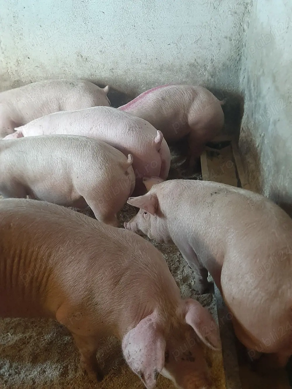 vând soldani de carne diferite mărimi 