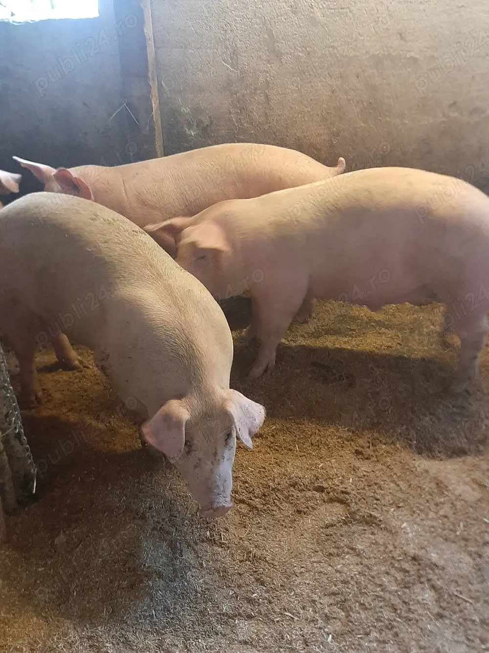 vând soldani de carne diferite mărimi 