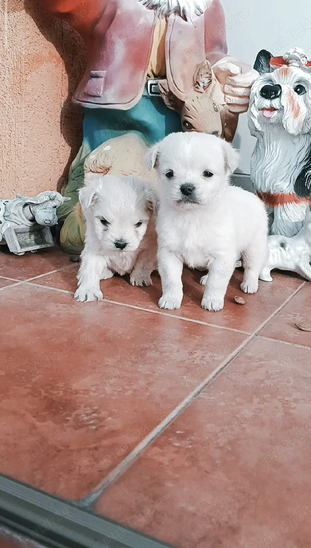 băietel si fetita transport în țară contra cost