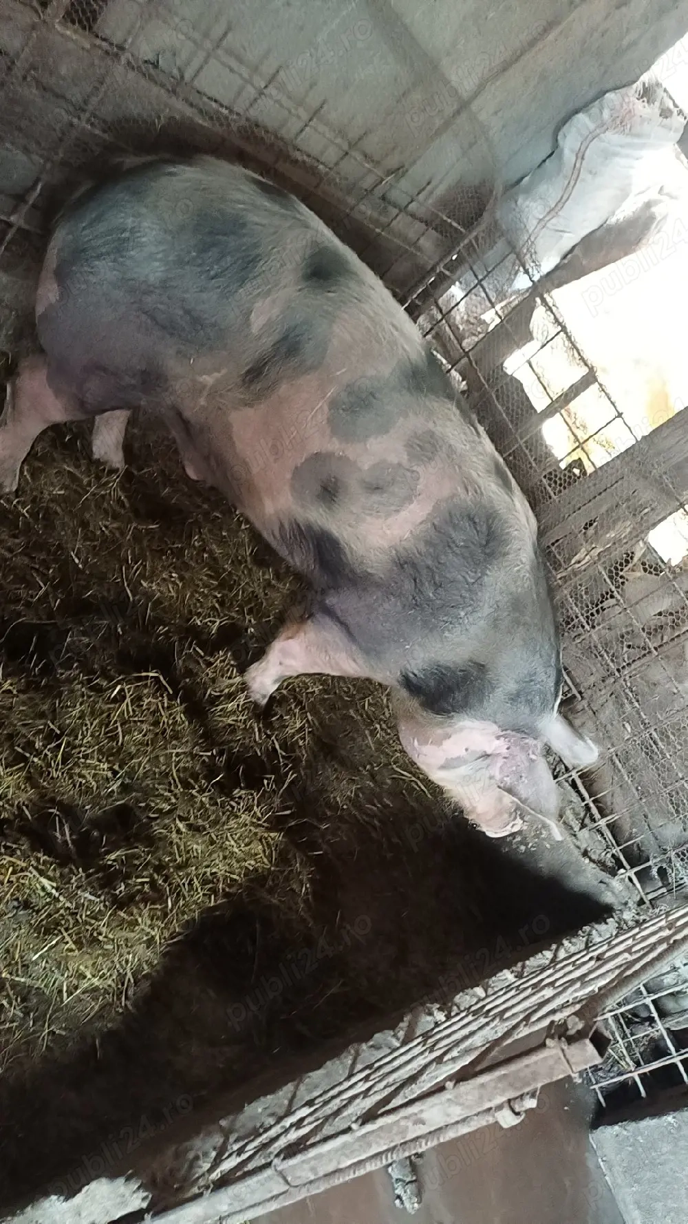 Vand porc de sacrificare de pastee 