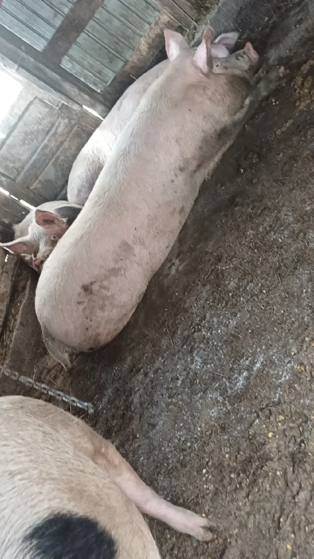 Vând vierr are 300 kgg 