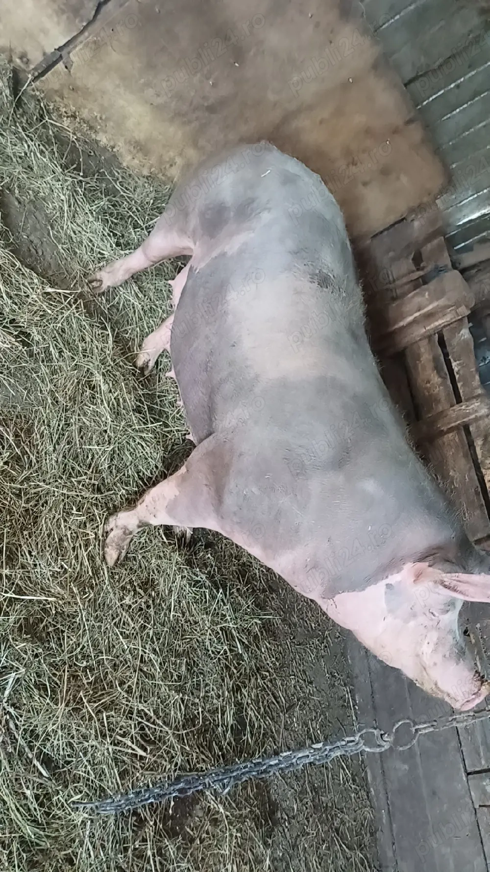 Vand purcea genstanta asta este a 2 fatare are 250 kg 