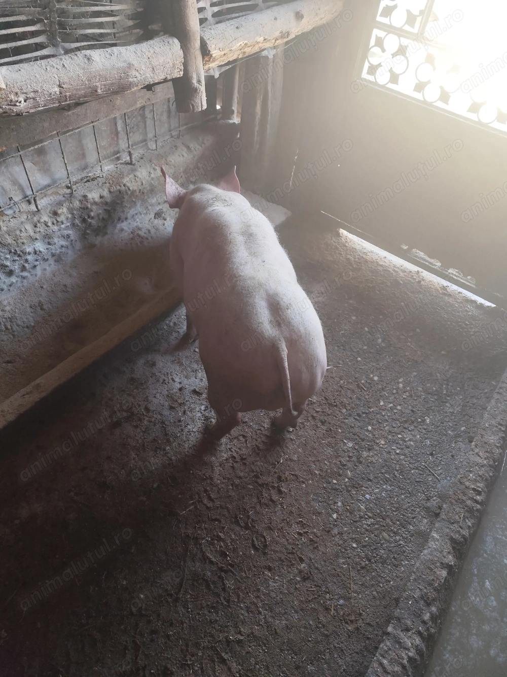 De vânzare vierut Pietran 