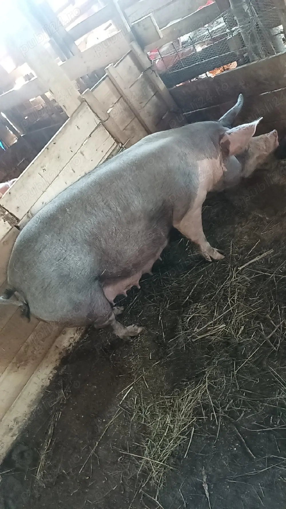 Vand purcea belgiana trebuie sa fete