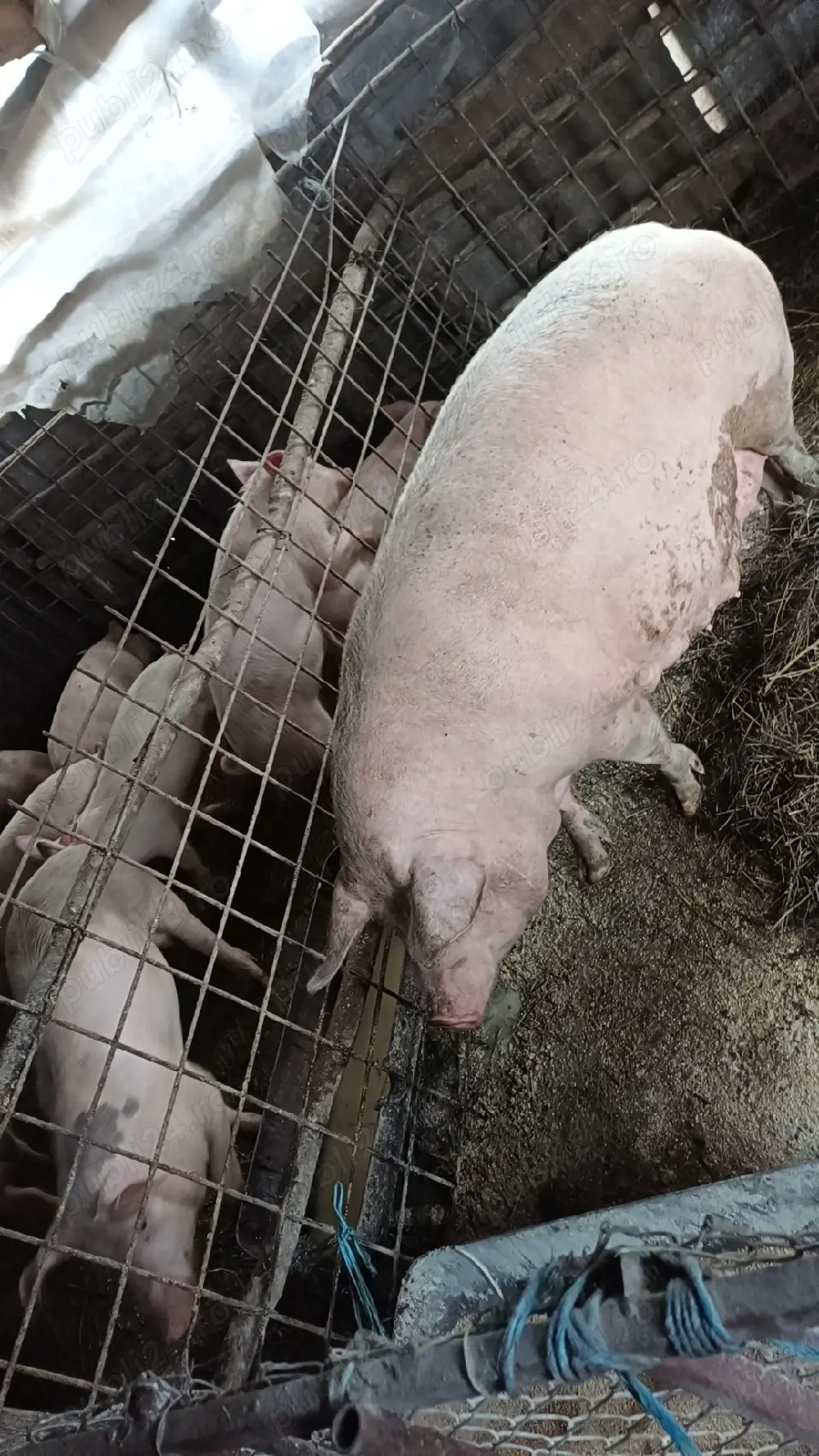 Vand purcea trebuie sa fete ofertaaa 