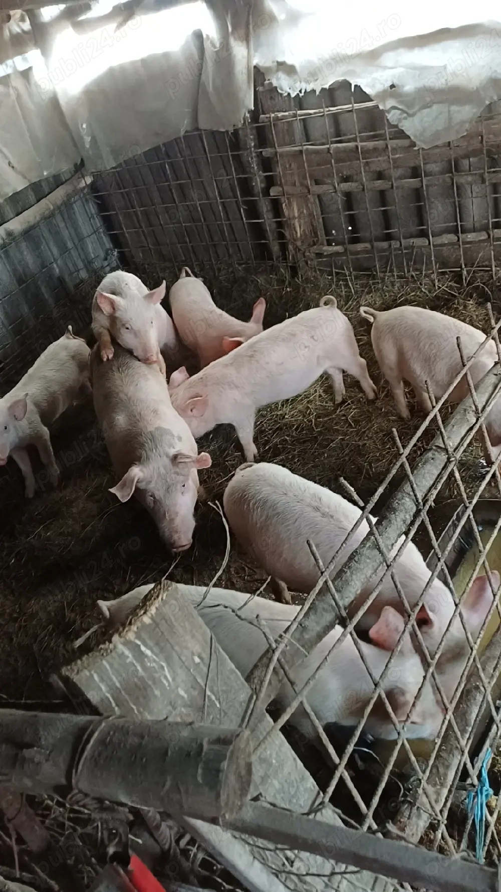 vând porci are 30 kg <35 pret 550 lei negociabil 