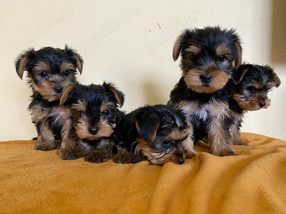 Disponibili puiuț Yorkshire terrier 