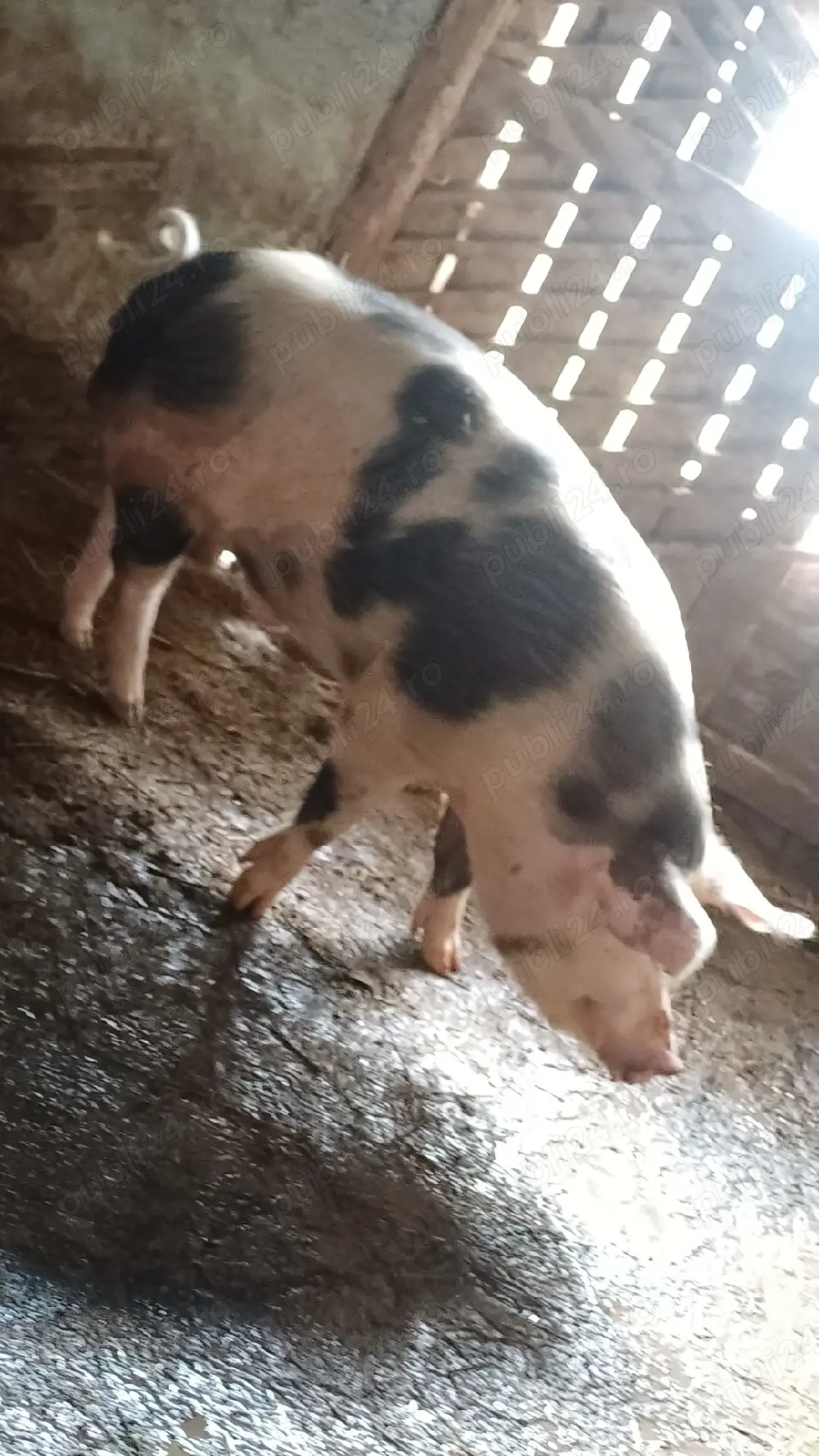 Vand vierr monta pret 3000lei negociabil 