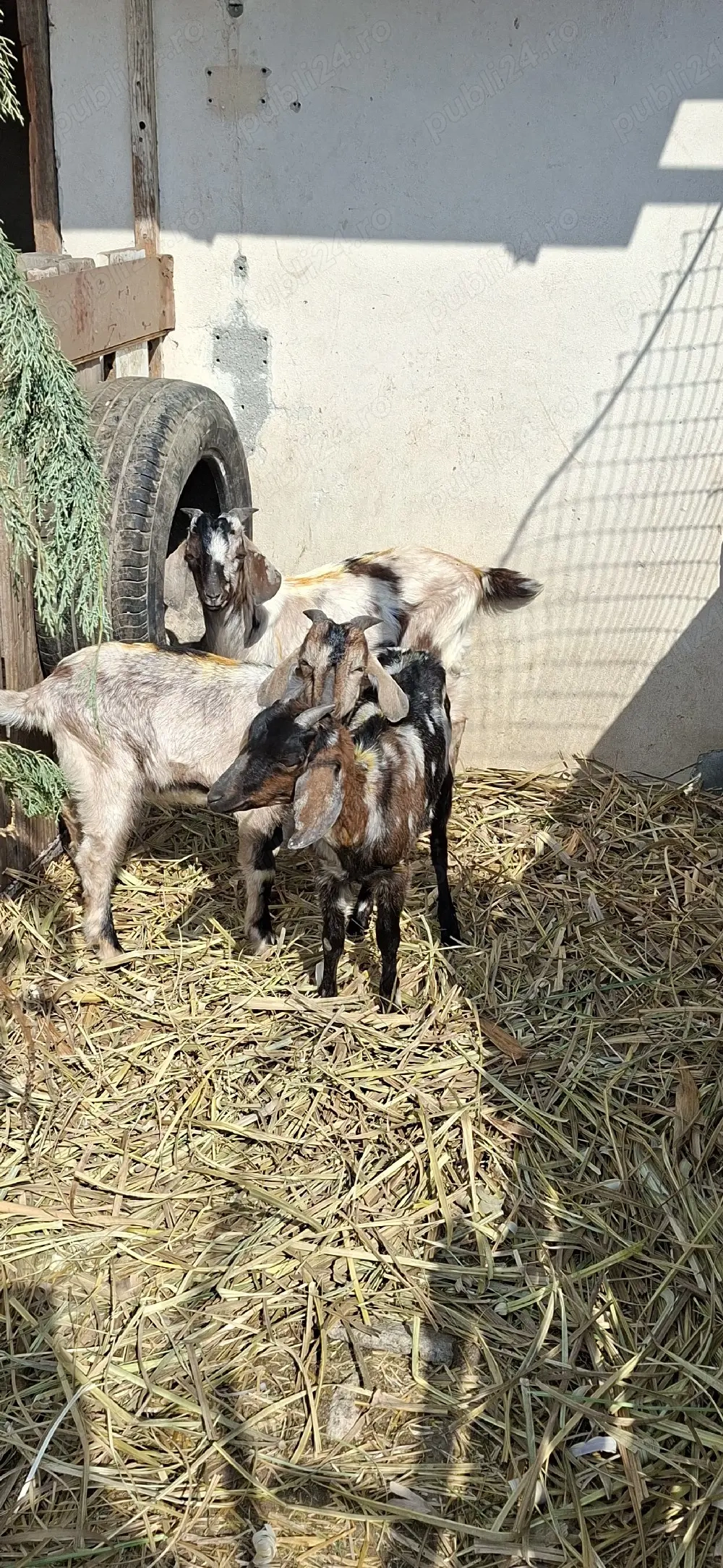 Anglonubian tapisori